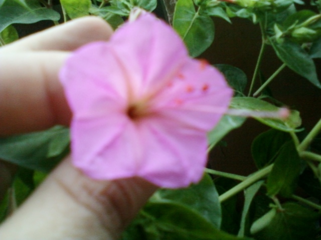 30 iulie 2012-flori 034 - mirabilis jalapa