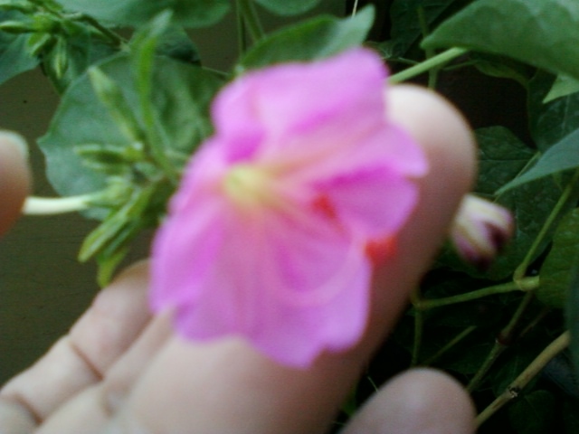 30 iulie 2012-flori 040 - mirabilis jalapa
