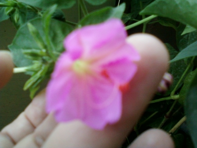 mirabilis roz