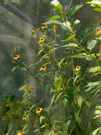 DSCN9528 - IULIE 2012