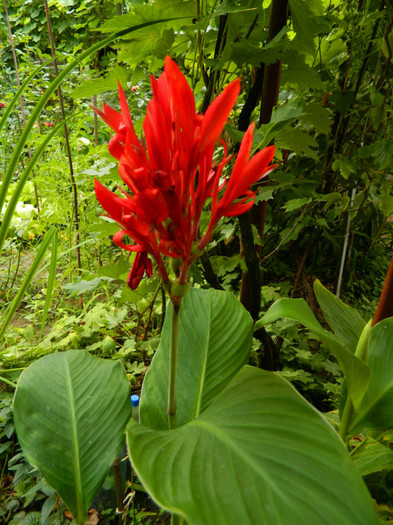 DSCN9560 - IULIE 2012