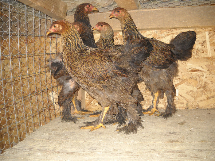 brahme potarnichii pui