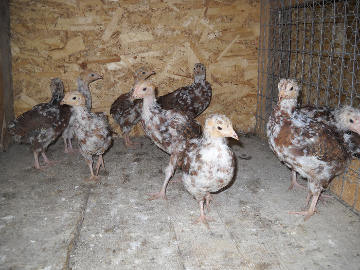 pui sussex portelan