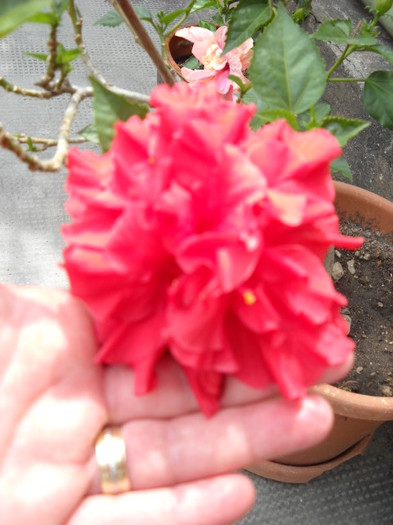 classic red - HIBISCUS - 2012