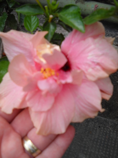 Classic Pink - HIBISCUS - 2012