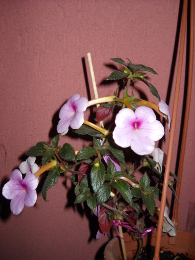 Pink Panther ! 30 iulie - 1Achimenes 2011-2012