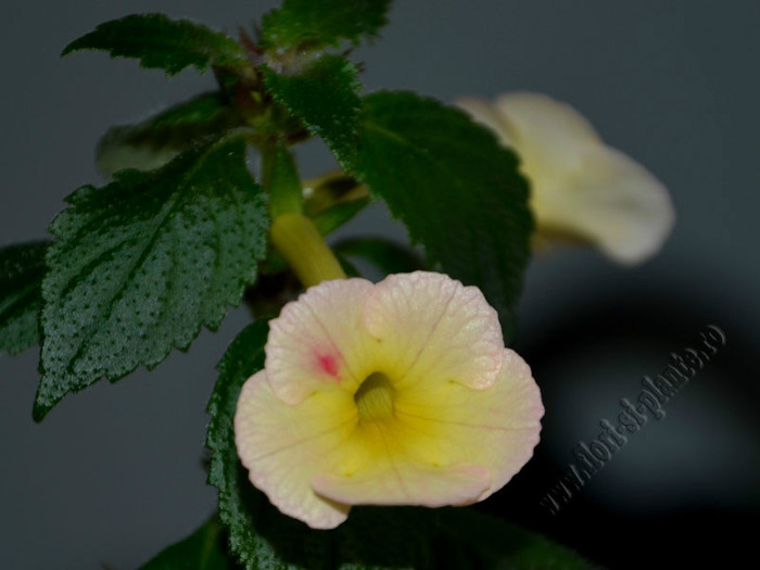 Achimenes Strawberry Lemon - ACHIMENES II
