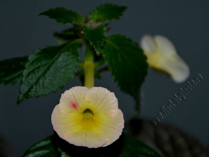 Achimenes Strawberry Lemon - ACHIMENES II