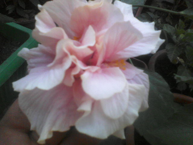 P27-07-12_17.59 - hibiscus