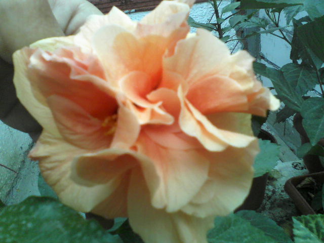 P30-07-12_09.52[1] - hibiscus