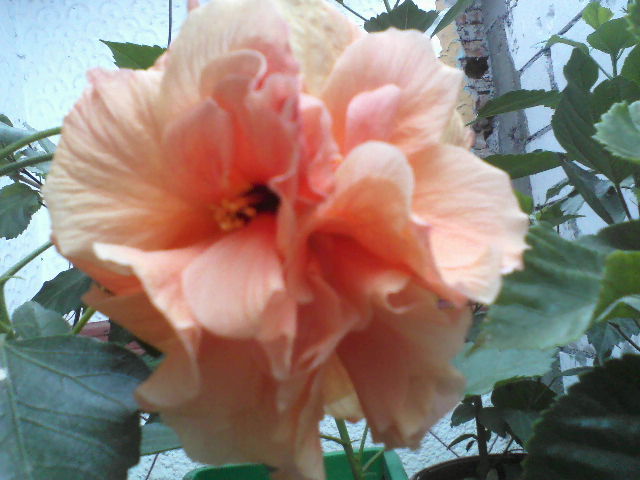 P30-07-12_09.52[2] - hibiscus