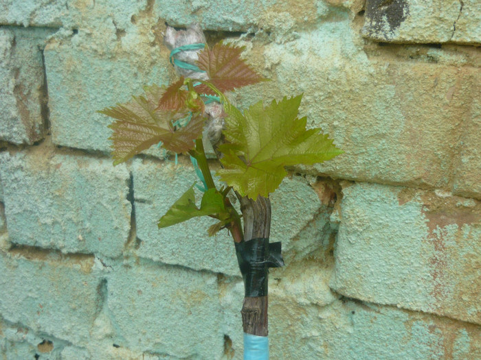 altoire cu ramura verde; altoire cu ramura verde pe butuc
