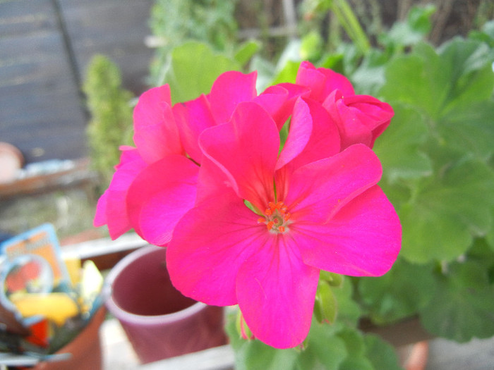 Bright Odette Geranium (2012, Jul.31)