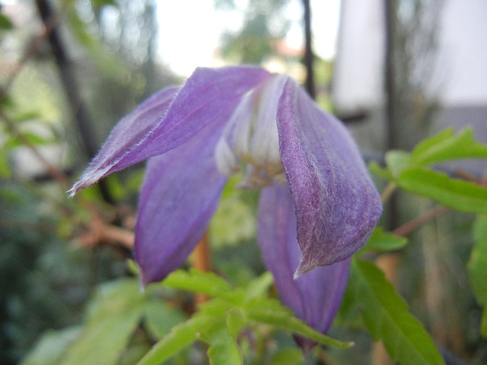 Clematis Pamela Jackman (2012, Jul.31)