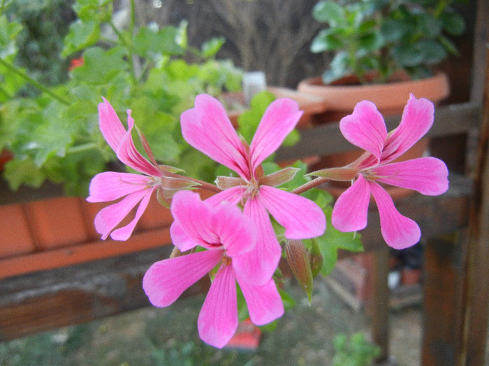 Mini Cascade Pink (2012, July 31) - Ivy-geranium Mini Cascade Pink