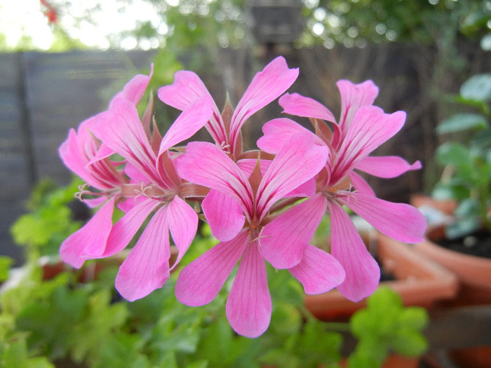 Mini Cascade Pink (2012, July 31) - Ivy-geranium Mini Cascade Pink