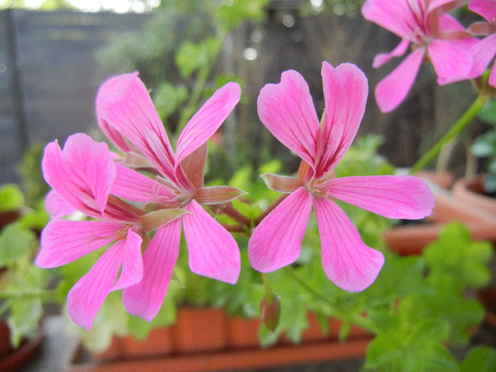 Mini Cascade Pink (2012, July 31) - Ivy-geranium Mini Cascade Pink