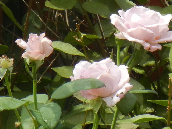 Rose Sissi (2012, July 31)