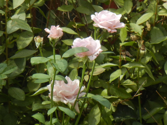 Rose Sissi (2012, July 31)