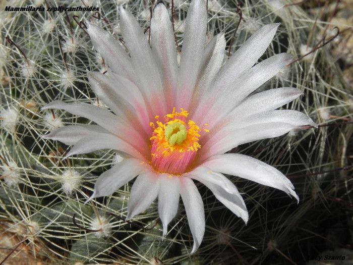Mammillaria zephyranthoides