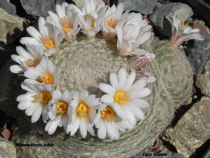 Mammillaria lenta - cactusi 2012