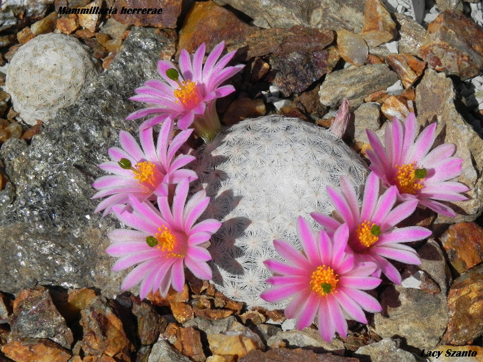 Mammillaria herrerae
