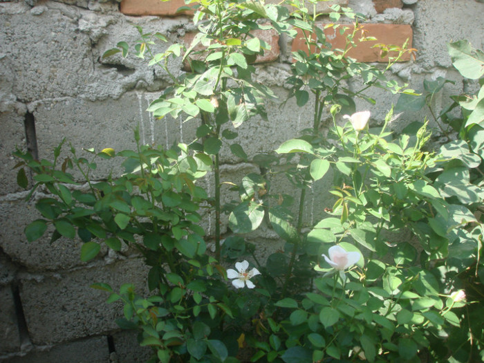 DSC06825; trandafir catarator roze
