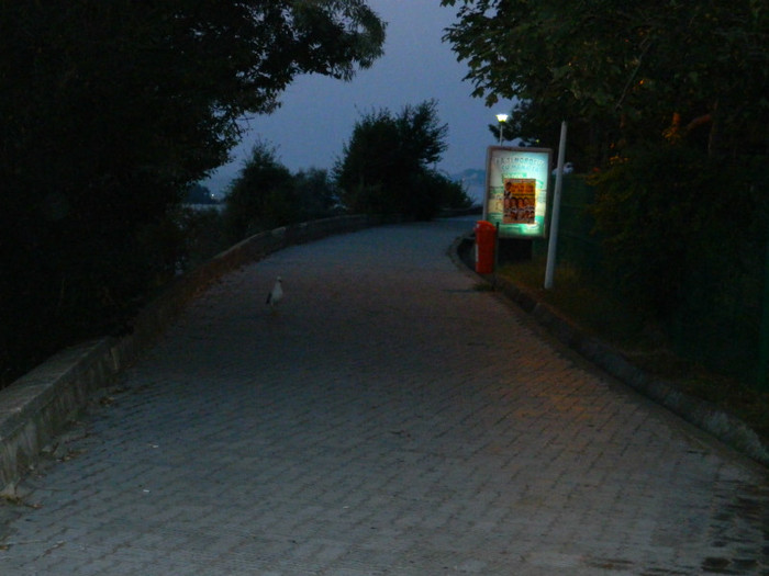 DSCN8747