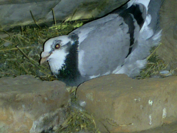 mascul din 2011 - porumbei