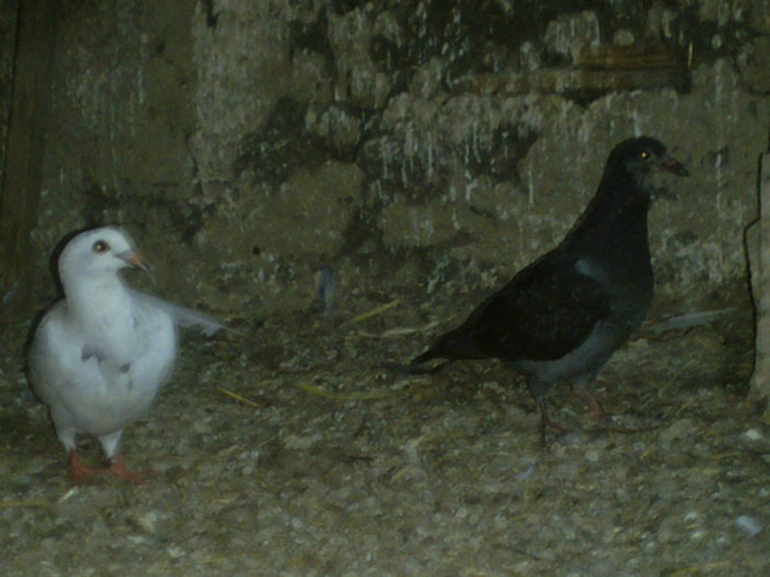 Pui 2012 - porumbei