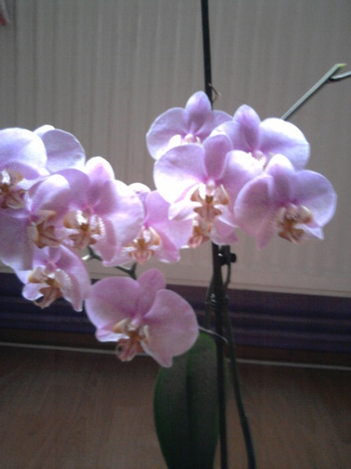 parfumata - orhideei