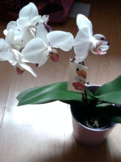 Fotografie1225 - orhideei