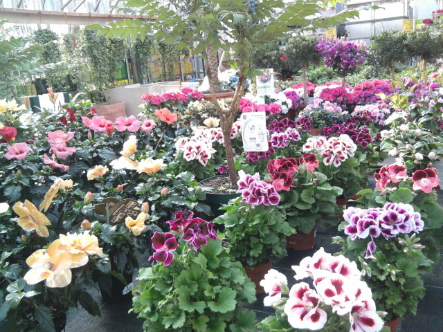 Fotografie0848 - intr-o florarie din austria