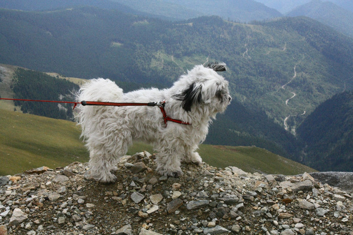 alpinista - dedicatie pentru PUFY