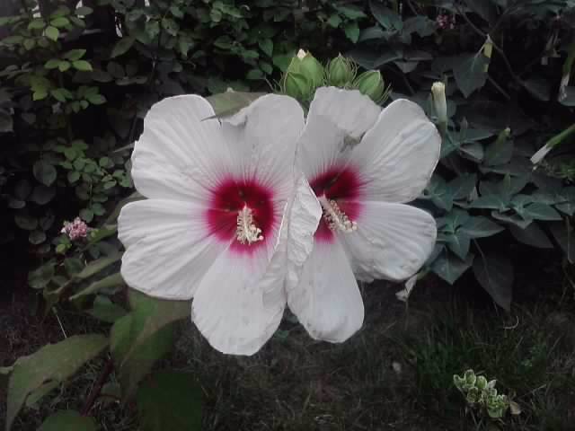 P310712_16.58 - flori de gradina 2012-2
