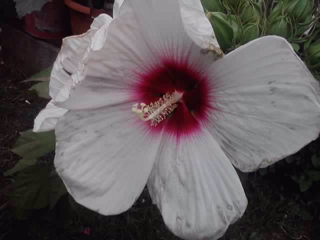 P310712_16.58_[03] - flori de gradina 2012-2