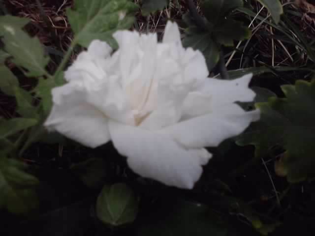 hibiscus de gradina jeanne d,arc