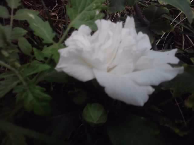 P310712_17.02_[02] - flori de gradina 2012-2