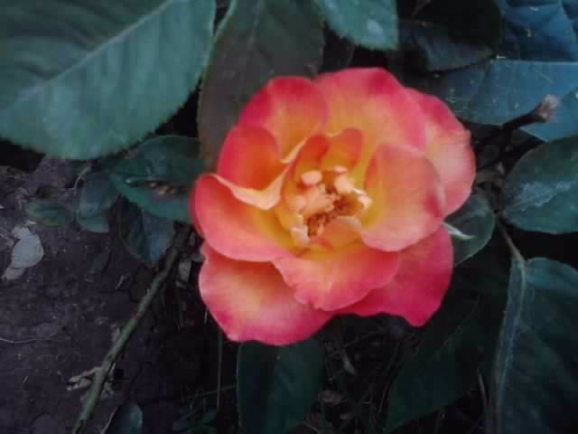 P310712_17.04_[02] - flori de gradina 2012-2