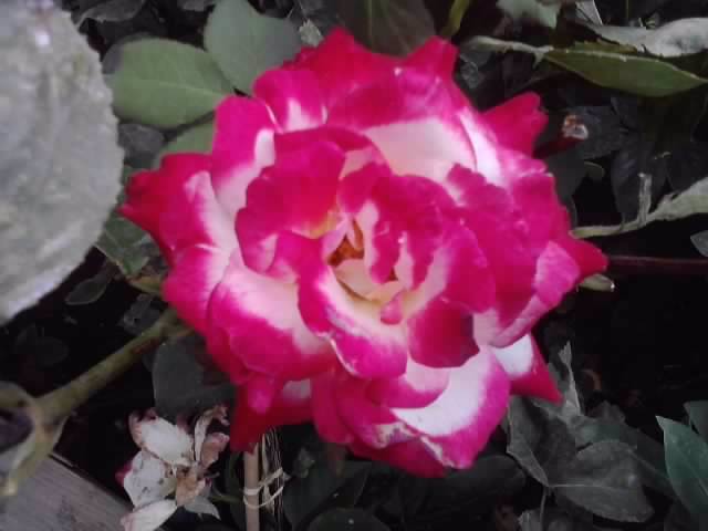 P310712_17.04_[03] - flori de gradina 2012-2