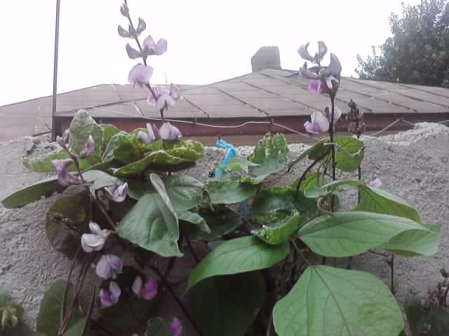 P310712_17.06_[01] - flori de gradina 2012-2