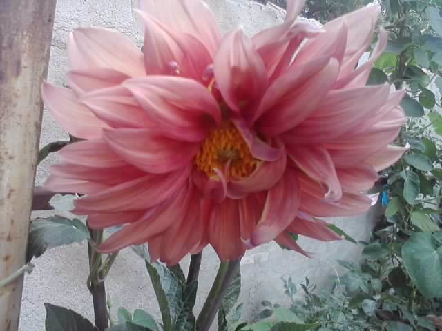 P310712_17.07_[04] - flori de gradina 2012-2