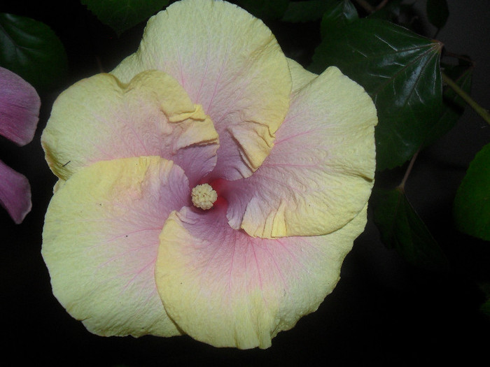 Hibiscus Love