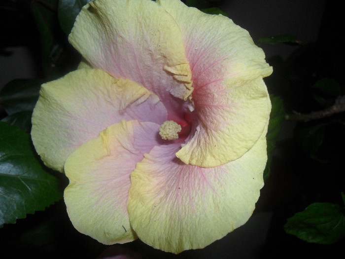 Hibiscus Love