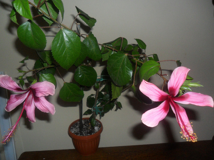 Hibiscus Fidjian Island