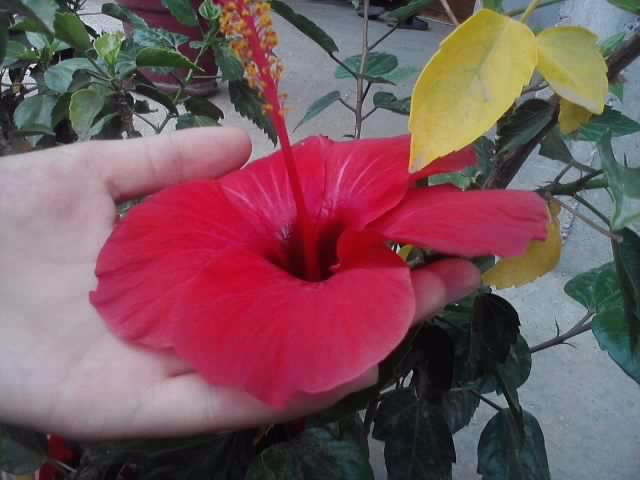 P310712_17.10_[01] - hibiscusi-2012-1