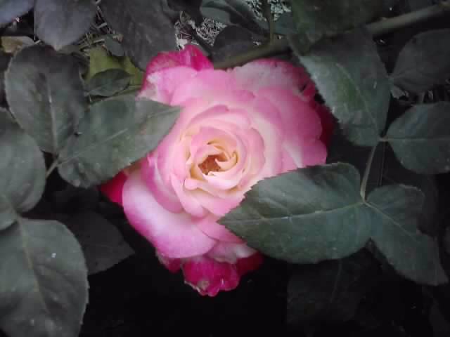 double-parfum
