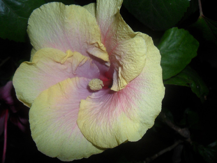 Hibiscus Love