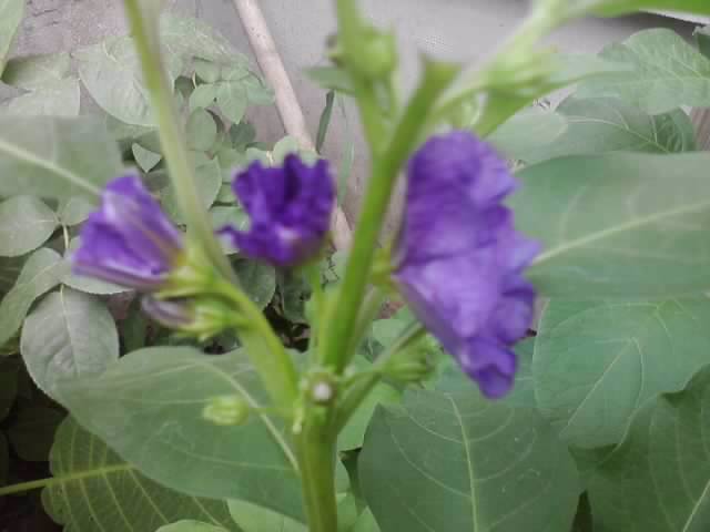 P310712_17.05 - floricele-2012