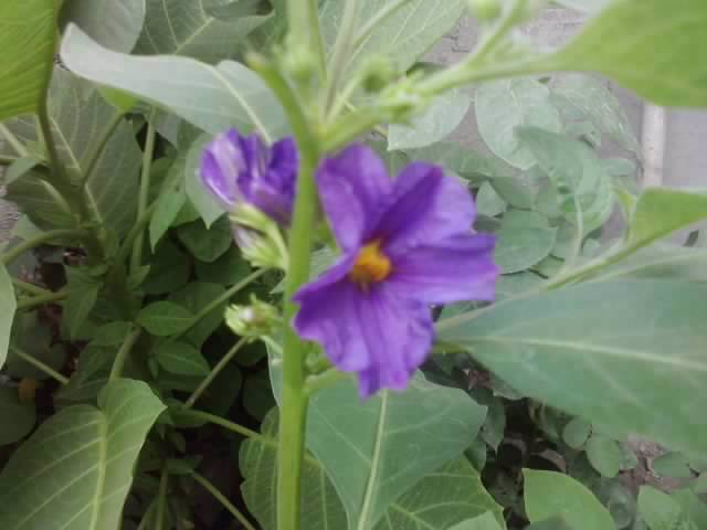 P310712_17.05_[01] - floricele-2012
